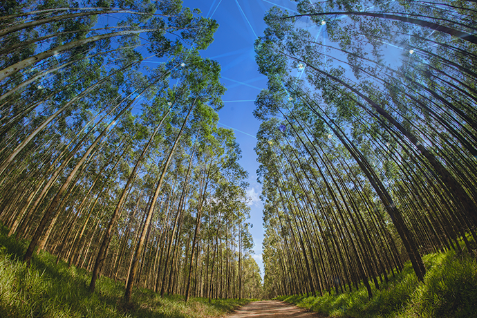 1530_pot_materia_blog_02_capa