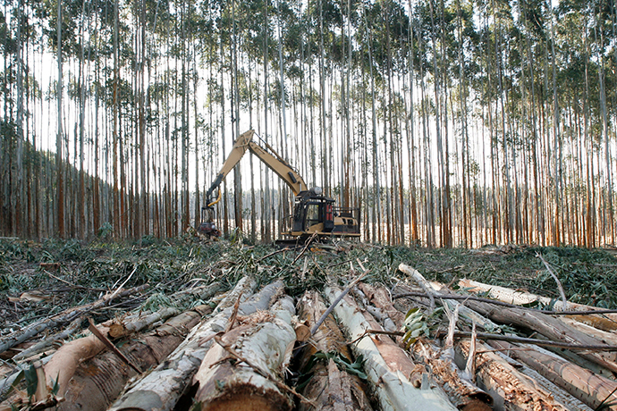 461_materia_blog_eucalipto_capa